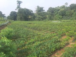 Mirigama Nursery